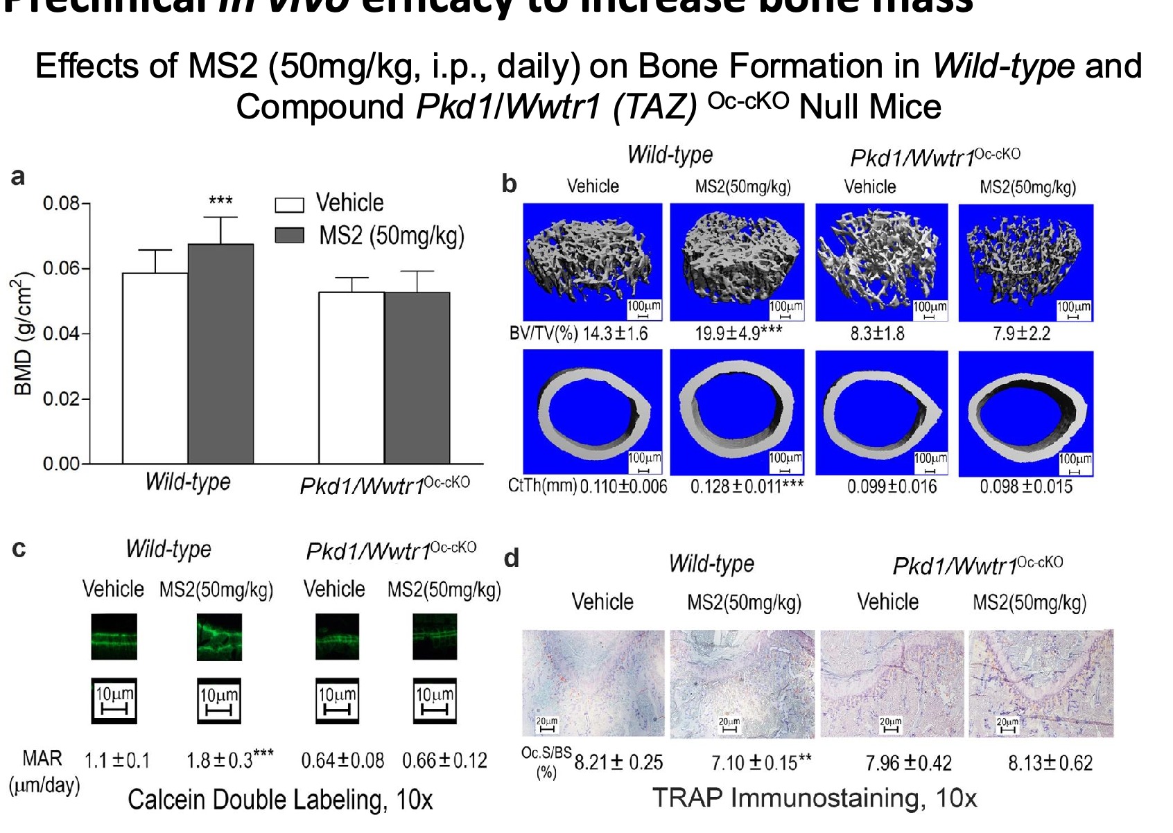 Preclinical mouse study showing effects of MS2 on bone formation in wild-type and PC1 TAZ pathway knockout mice