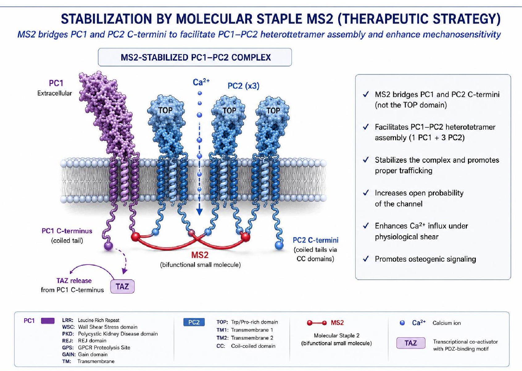 Diagram of the MS2-stabilized PC1 and PC2 heterotetrameric mechanosensing complex